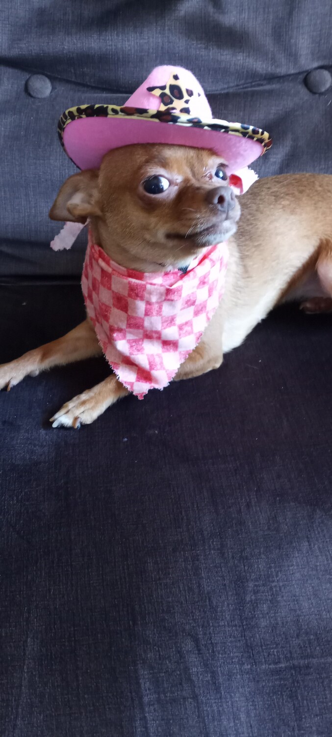 Little Cowgirl Ginger