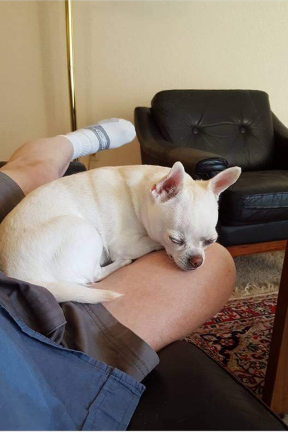 Napping on daddy's leg