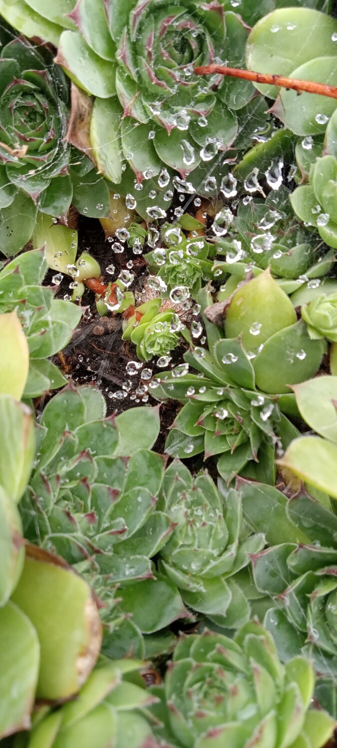 Dew drops