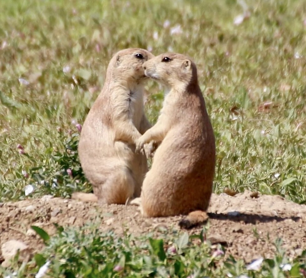 “All you need is love”