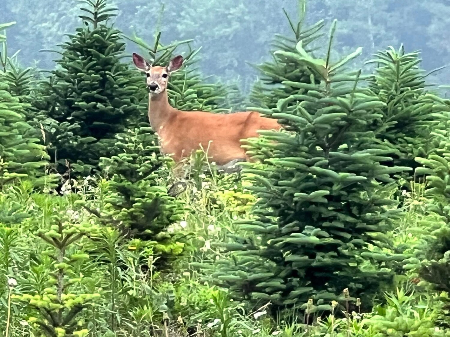 Beauty in The Northwoods of Wisconsin