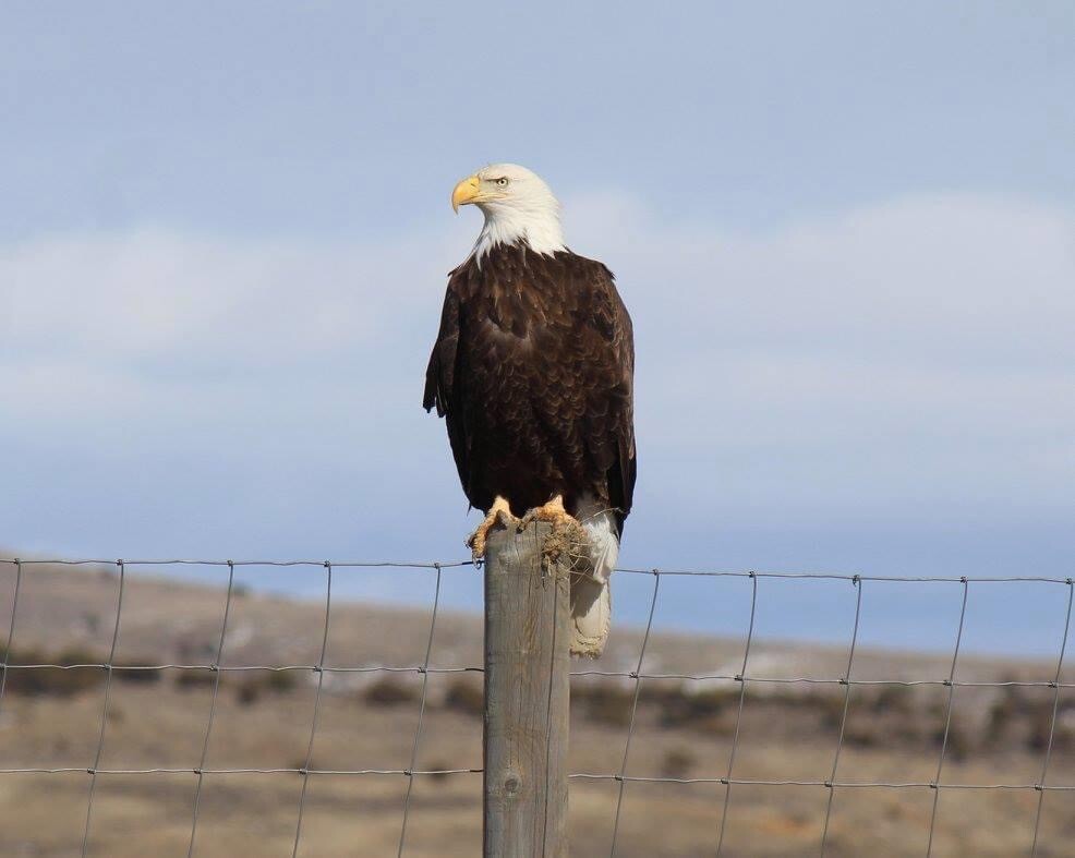 Majestic Eagle