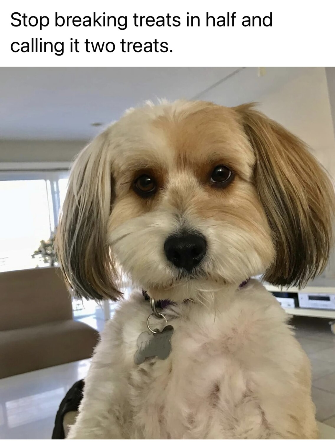 Lucky and his treats