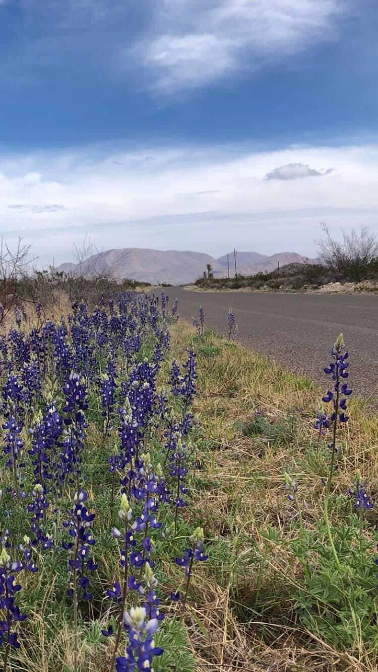 Beauty in the desert