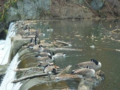 Beautiful geese at Wildwood Park in Bridgewater,Va