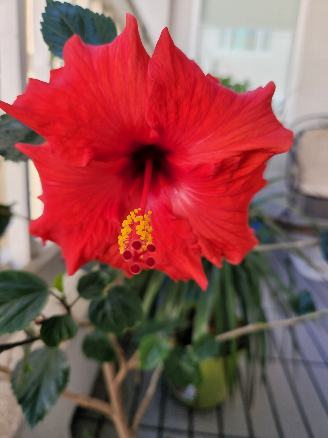 Hibiscus
