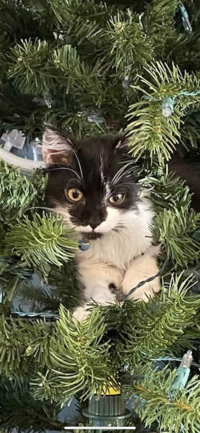 Bella Gray first Christmas