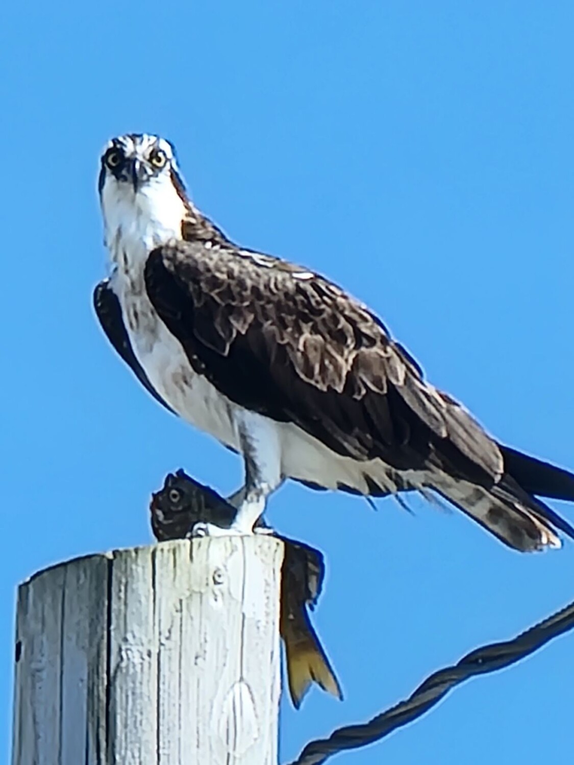 Hawk with lunch
