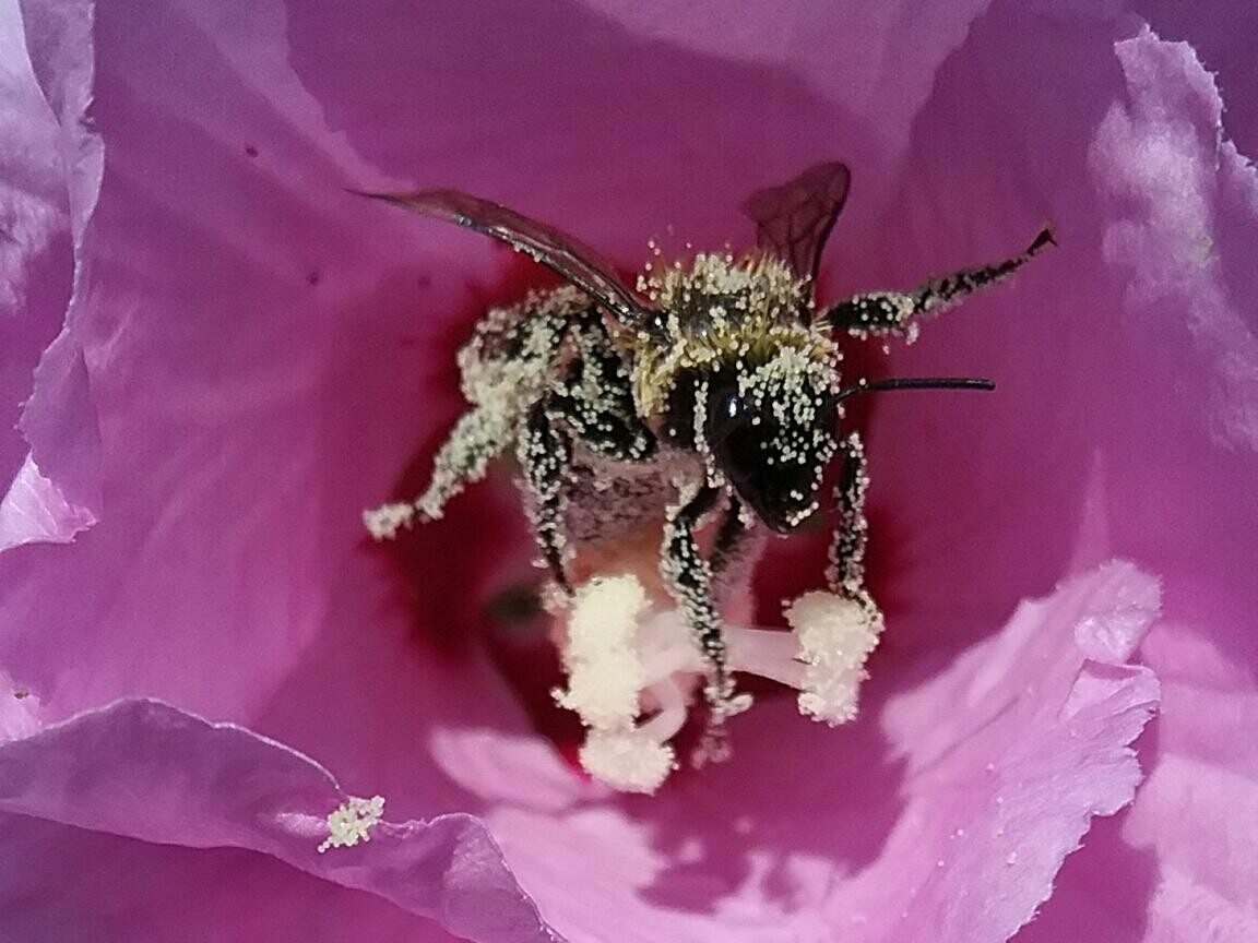 Pollination