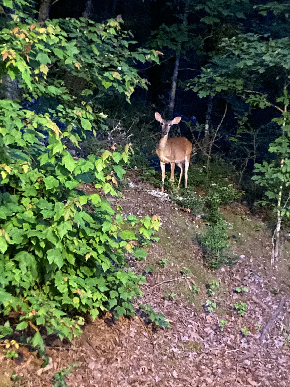Doe on a mountain