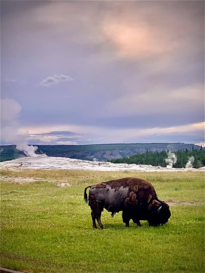The majesty of Yellowstone.