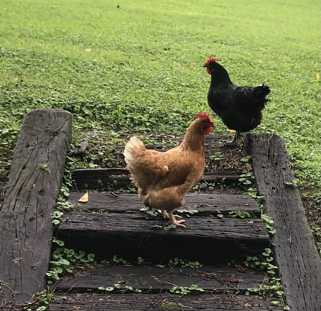 Adventures of Henrietta and Gracie