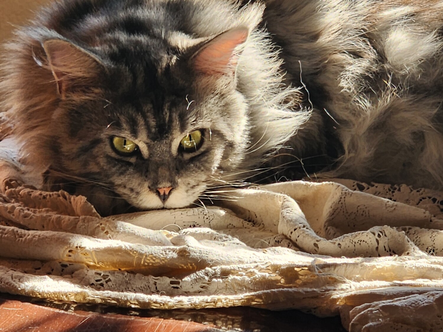 Expressions of Dexter