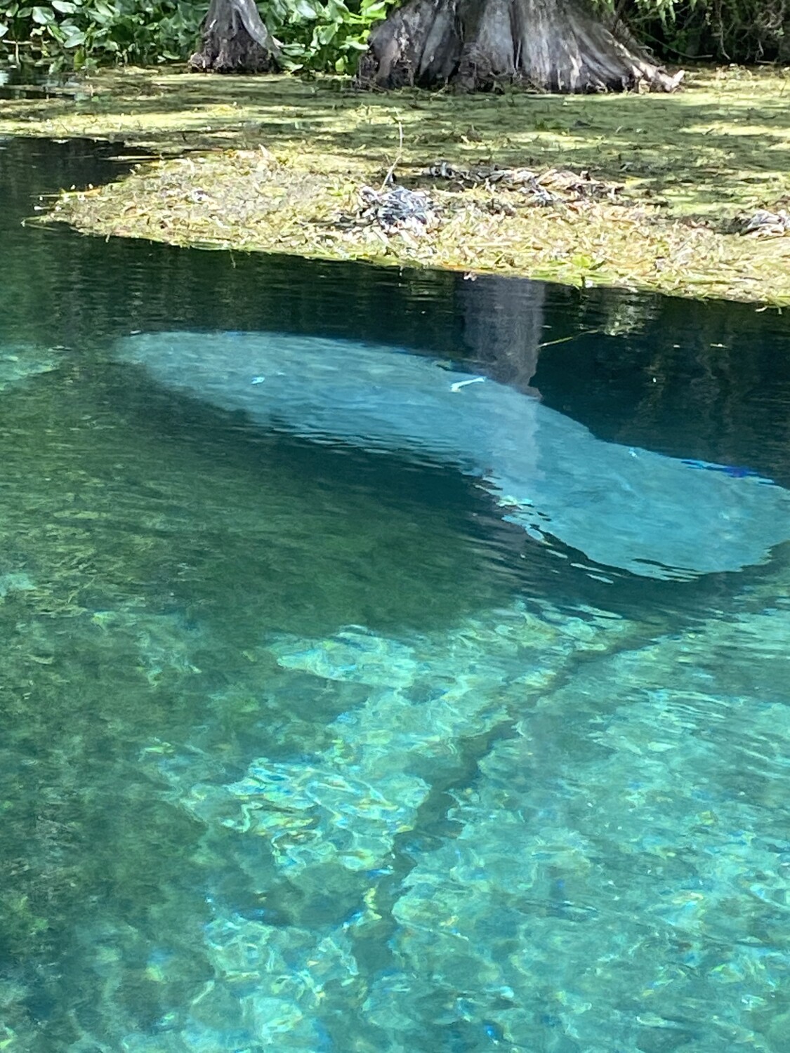 Manatee