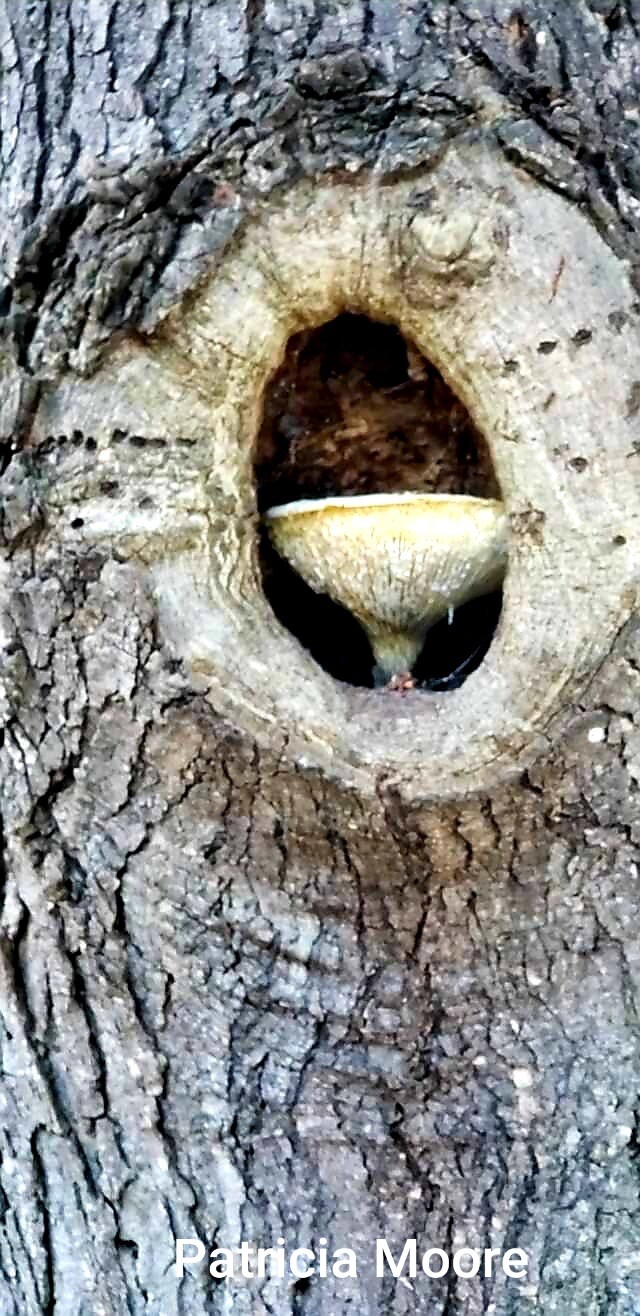 The Holy Forest Grail