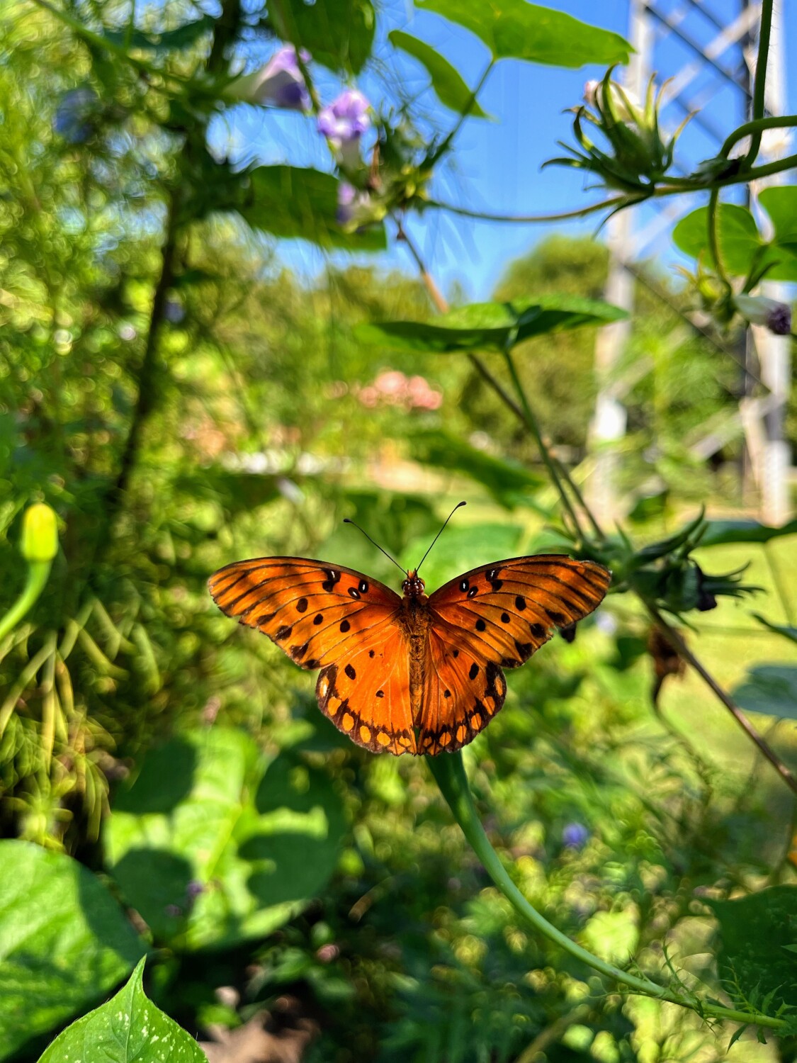 You give me butterflies