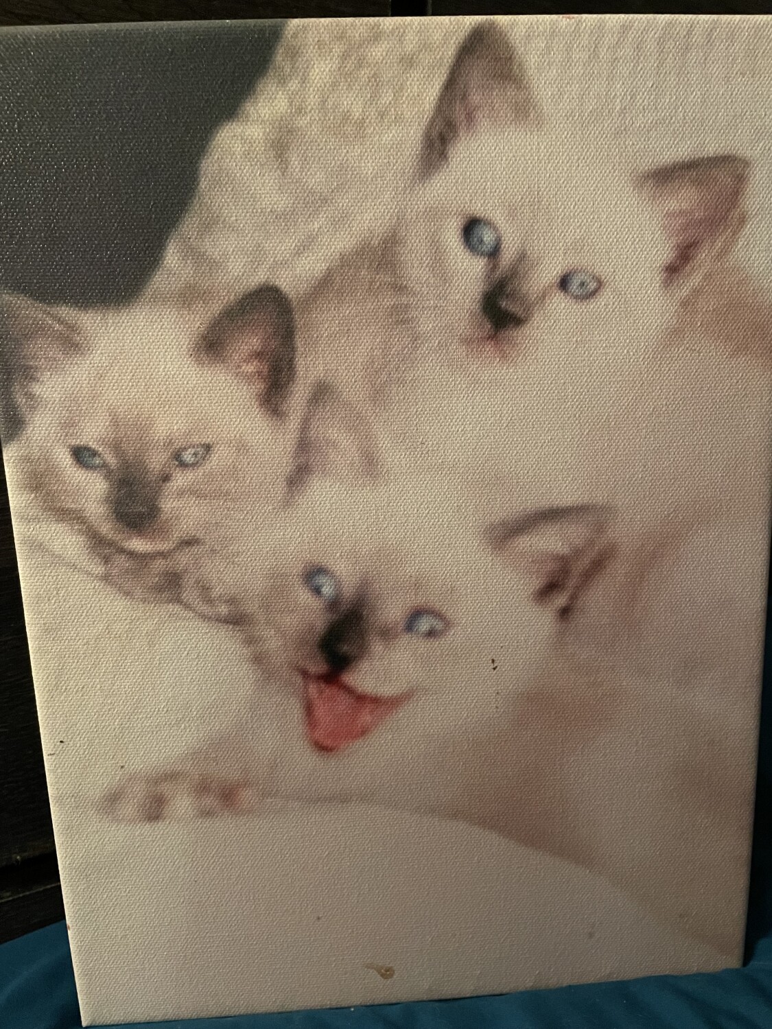 3 little kittens