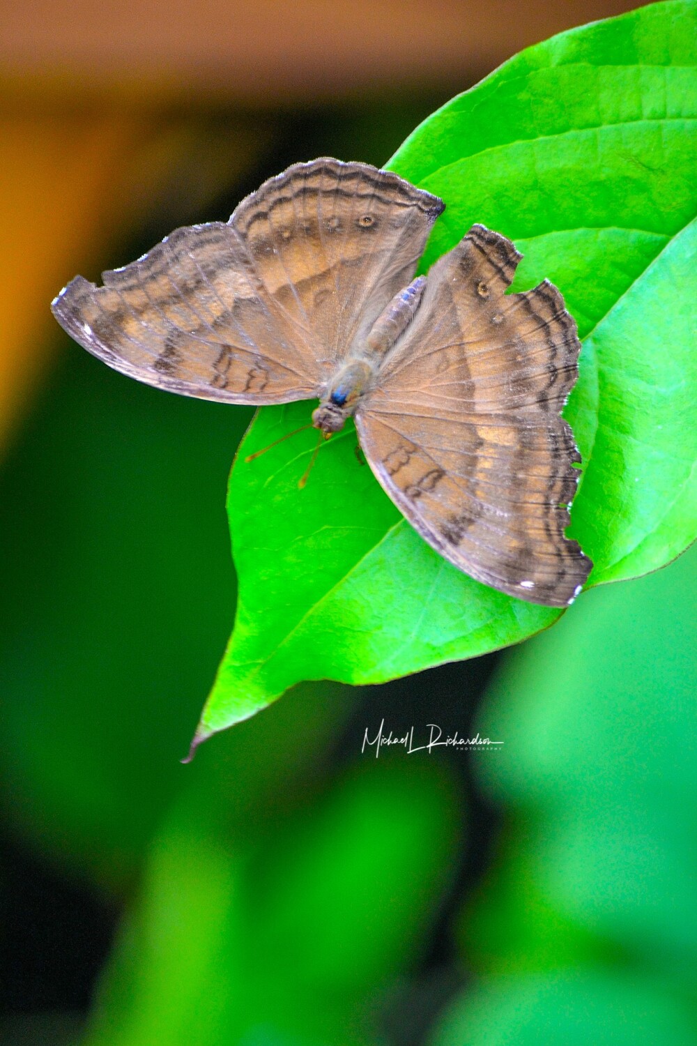 Pretty Little Things