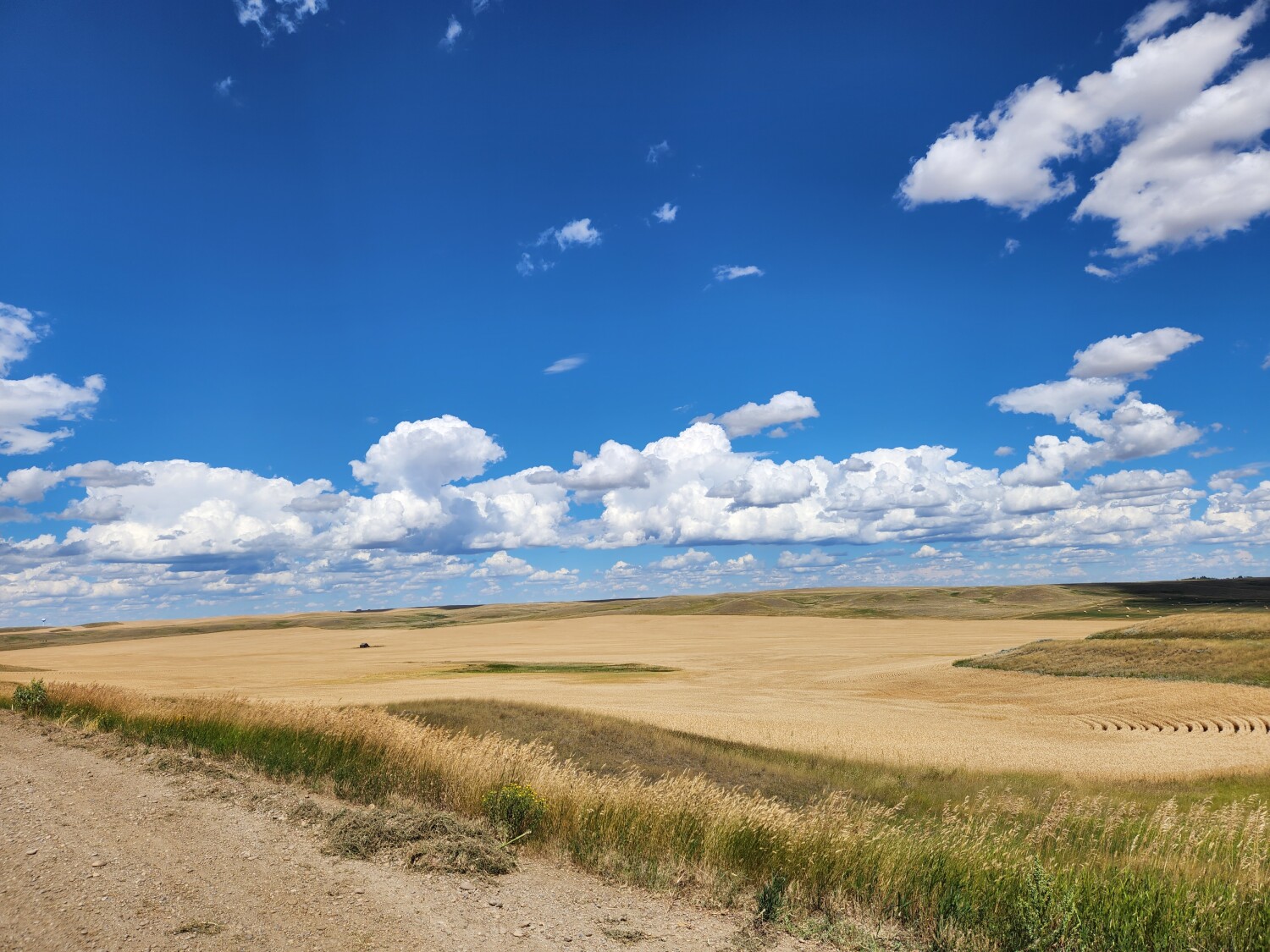 The harvest is ready!