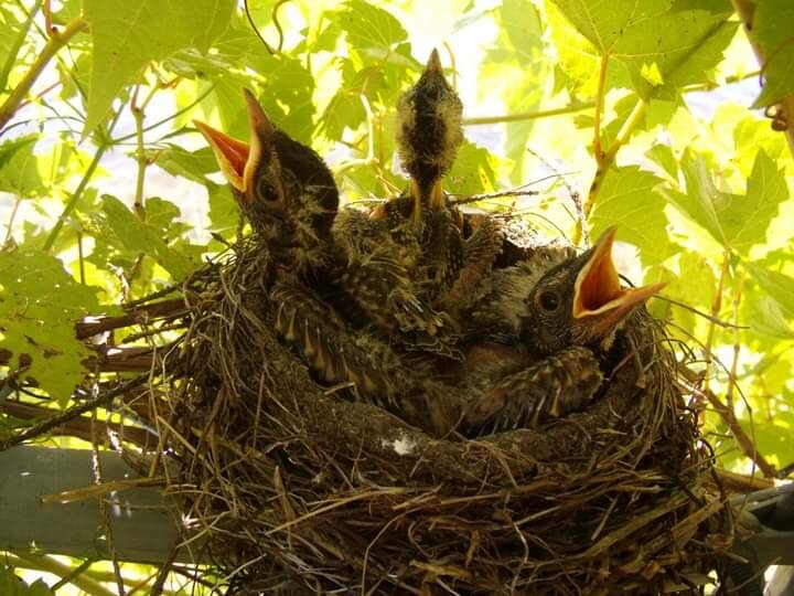 Robin's nest