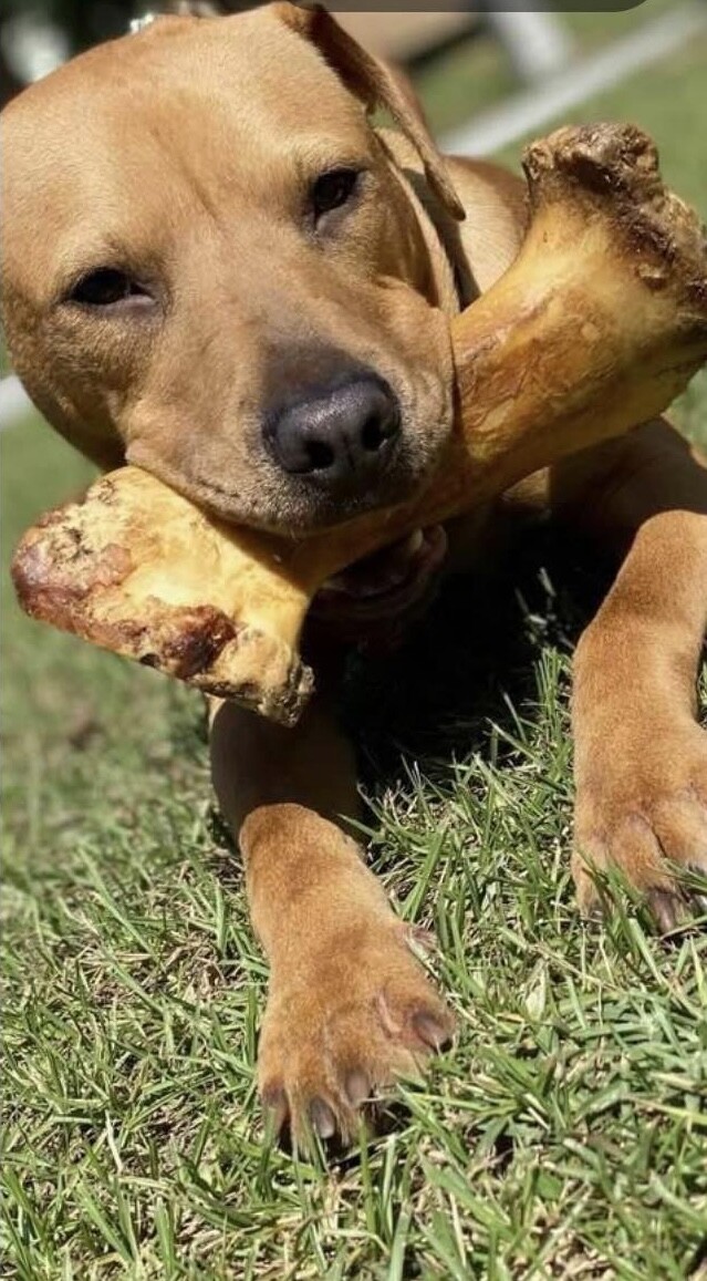 King and his bone