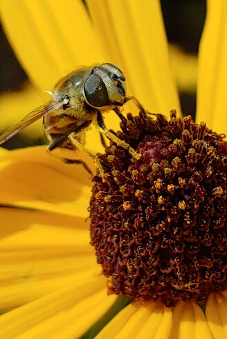 Bee on flower