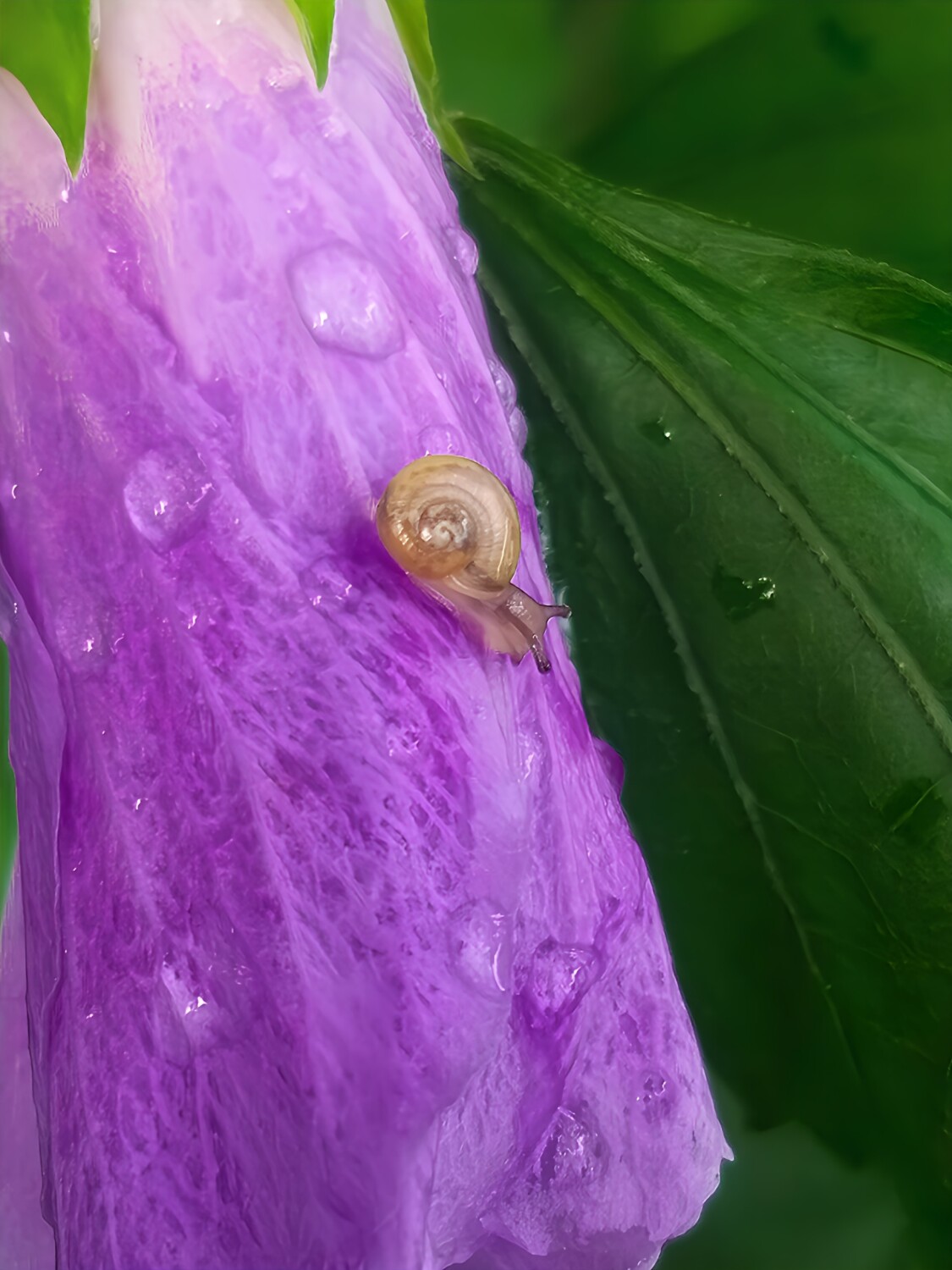 Snail on a flower