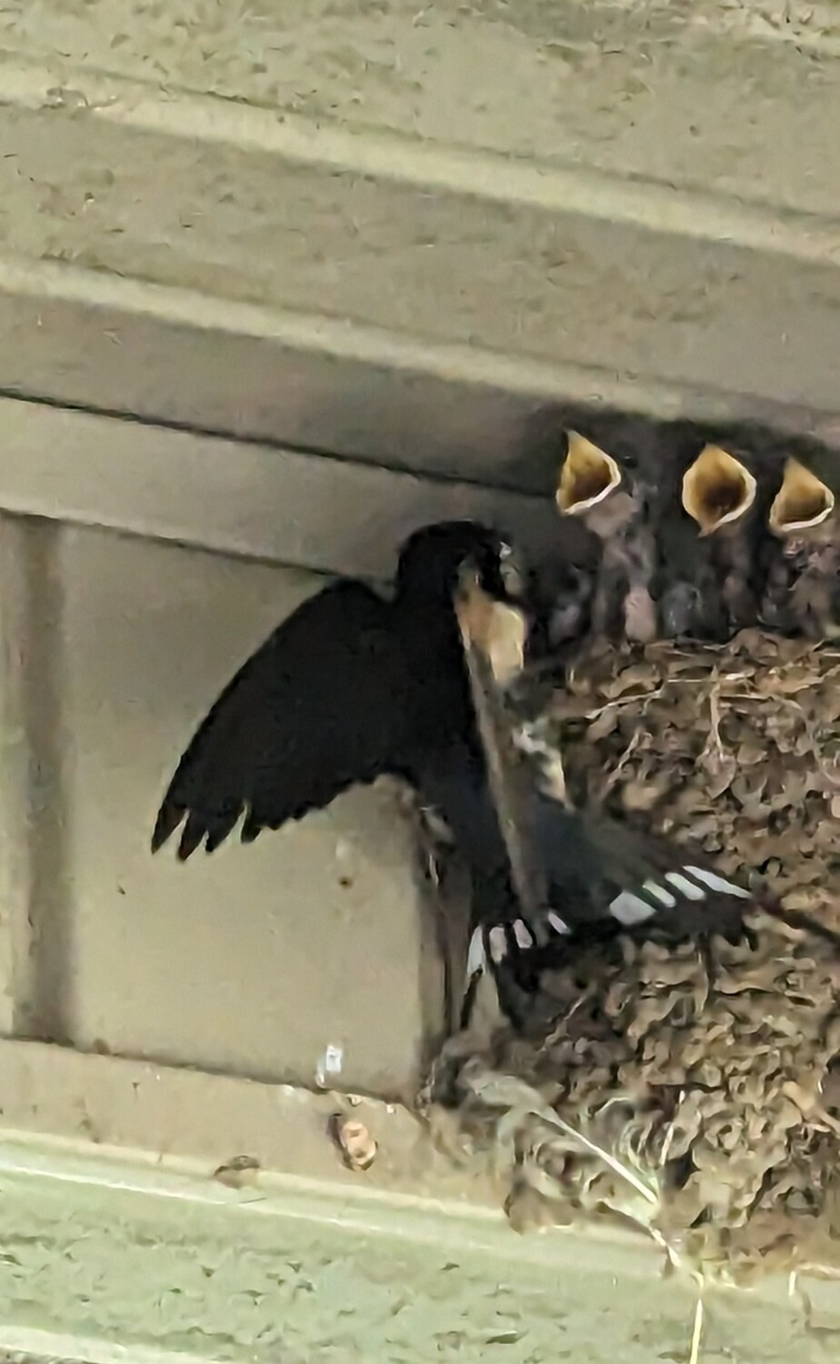 Feeding Time