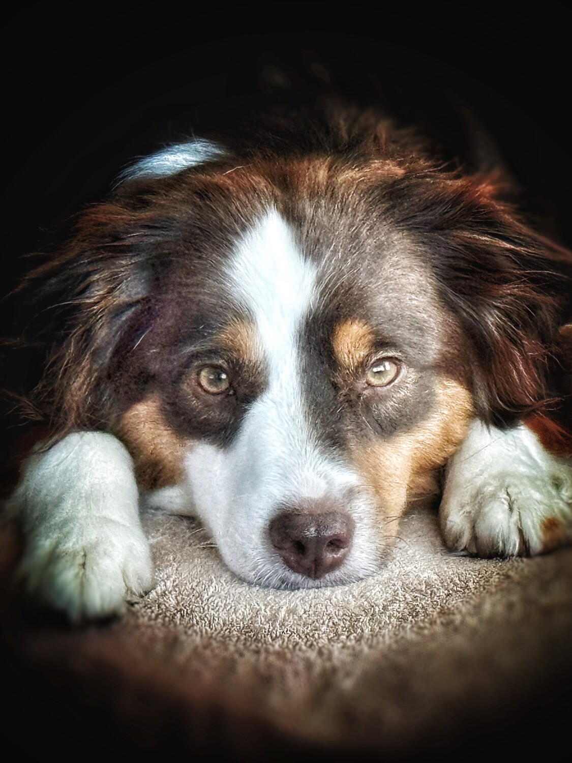 Nova