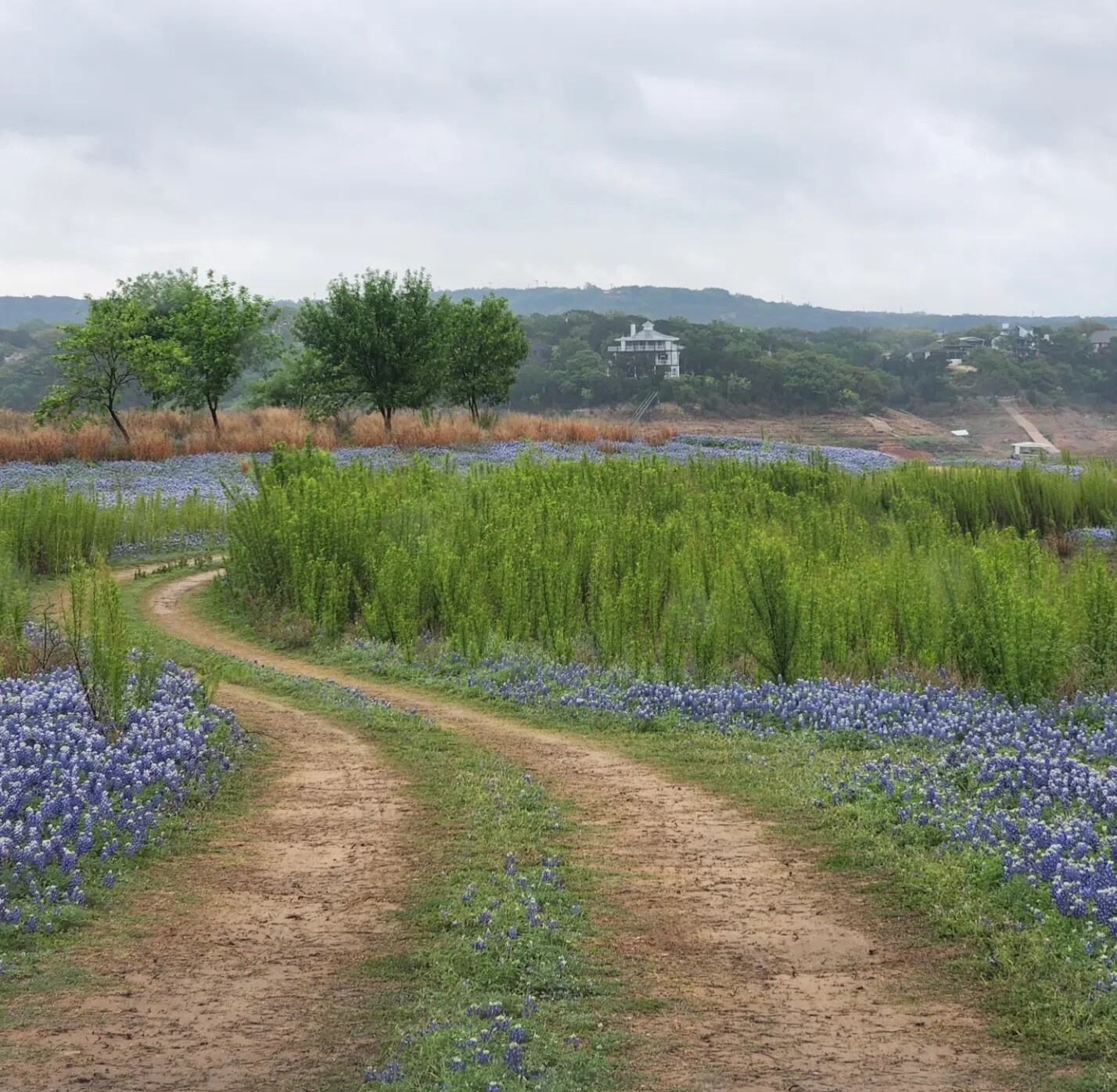 April's bluebonnets