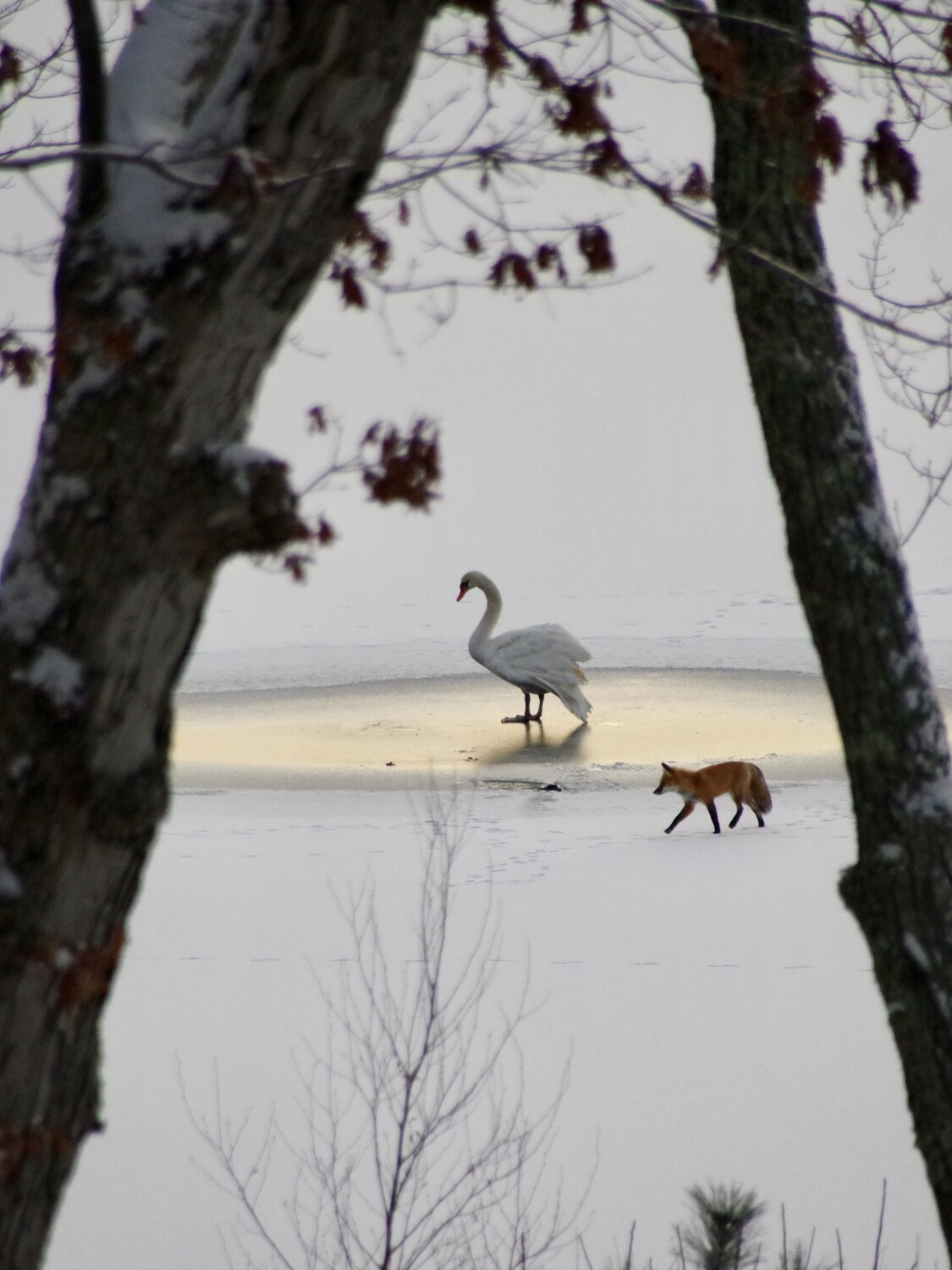 The Fox and the Swan