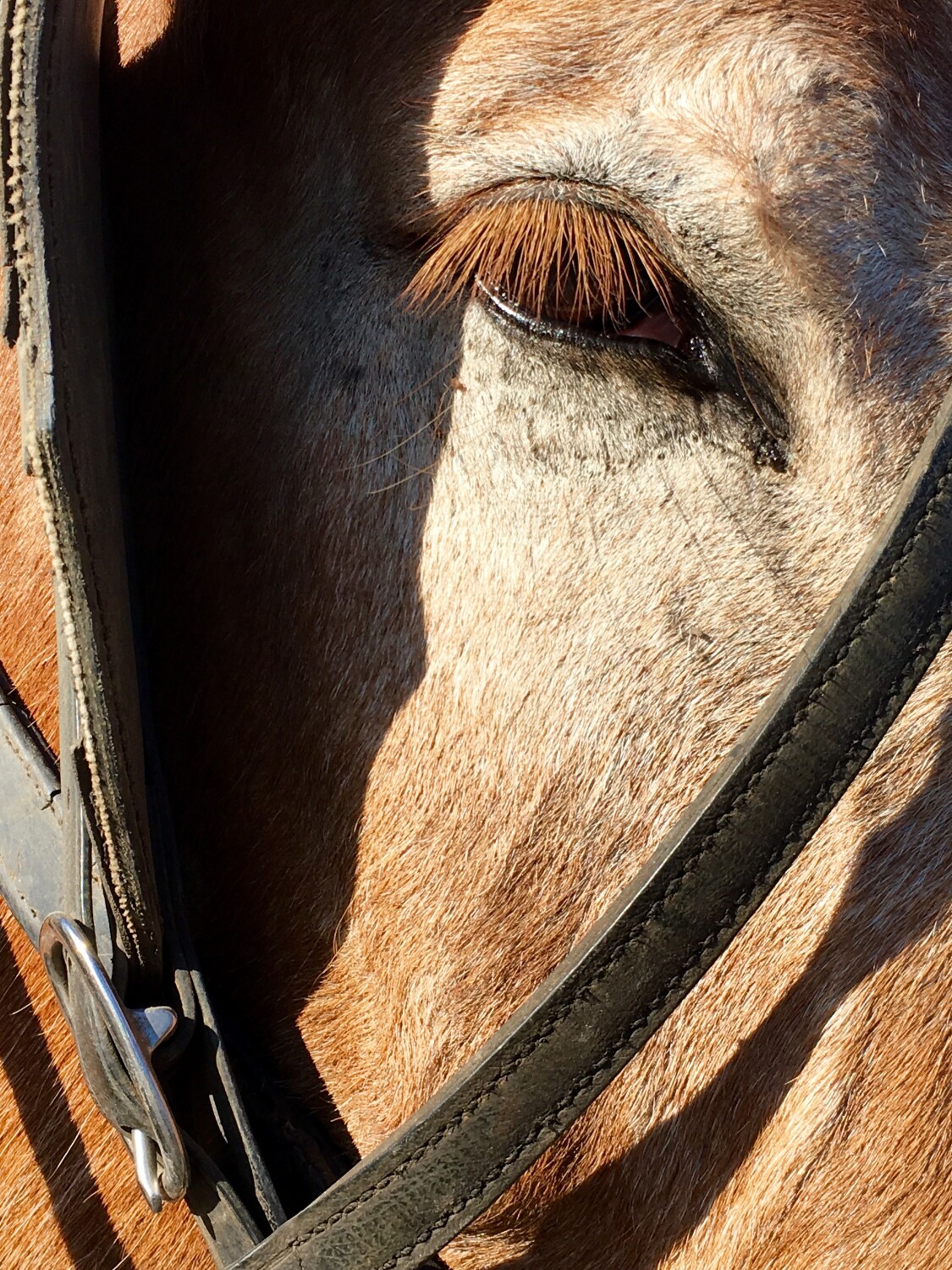 Eye of a gentle giant