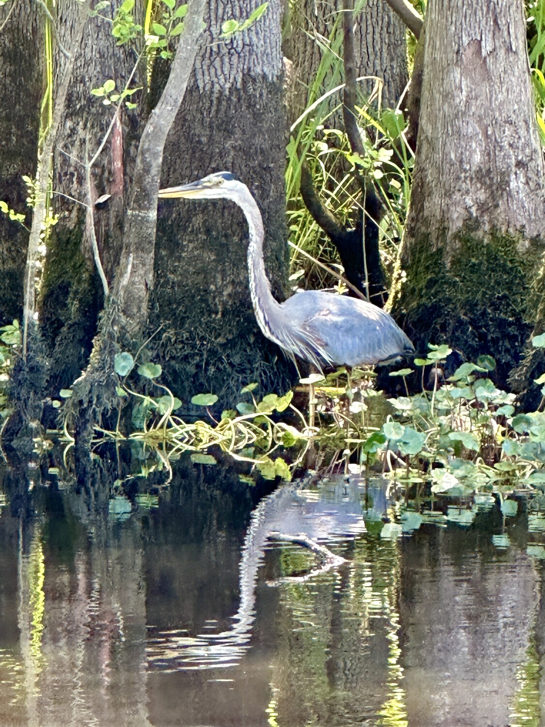 Reflections of the Waccamaw river