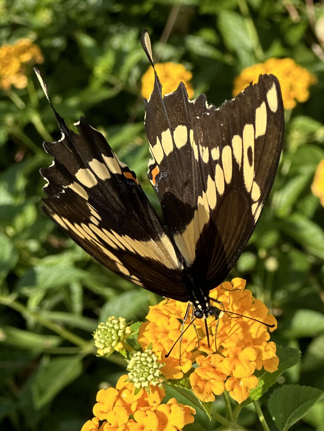 Sunshine and Butterflies