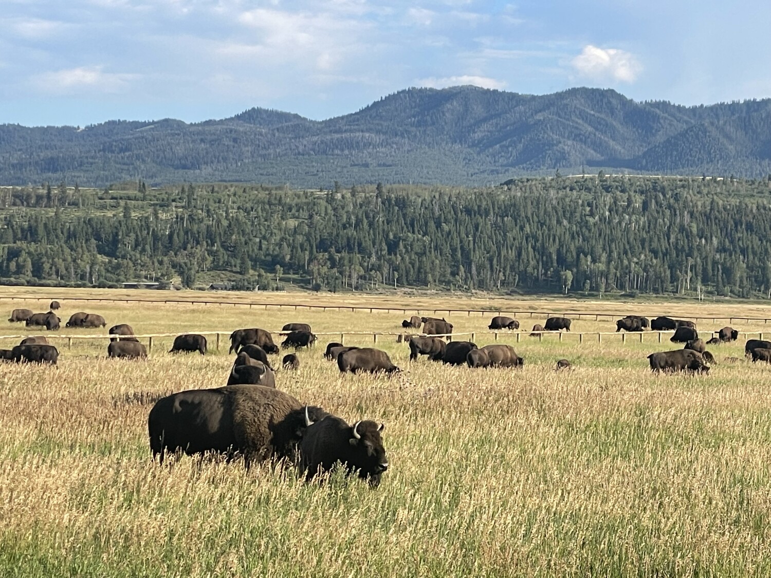 Where The Buffalo Roam