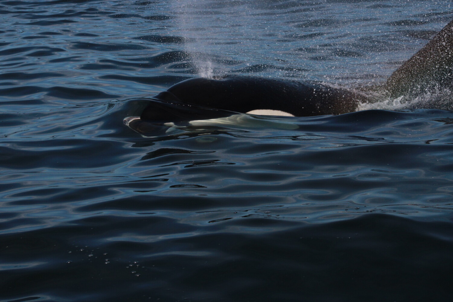 A true California experience