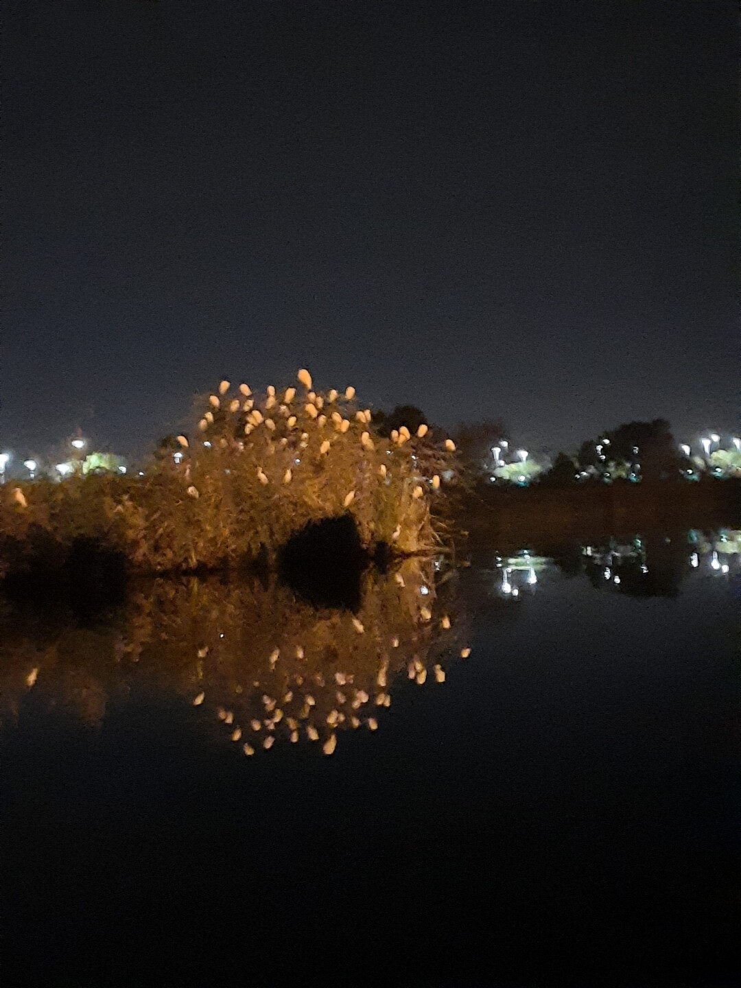 Birds Among the Lights