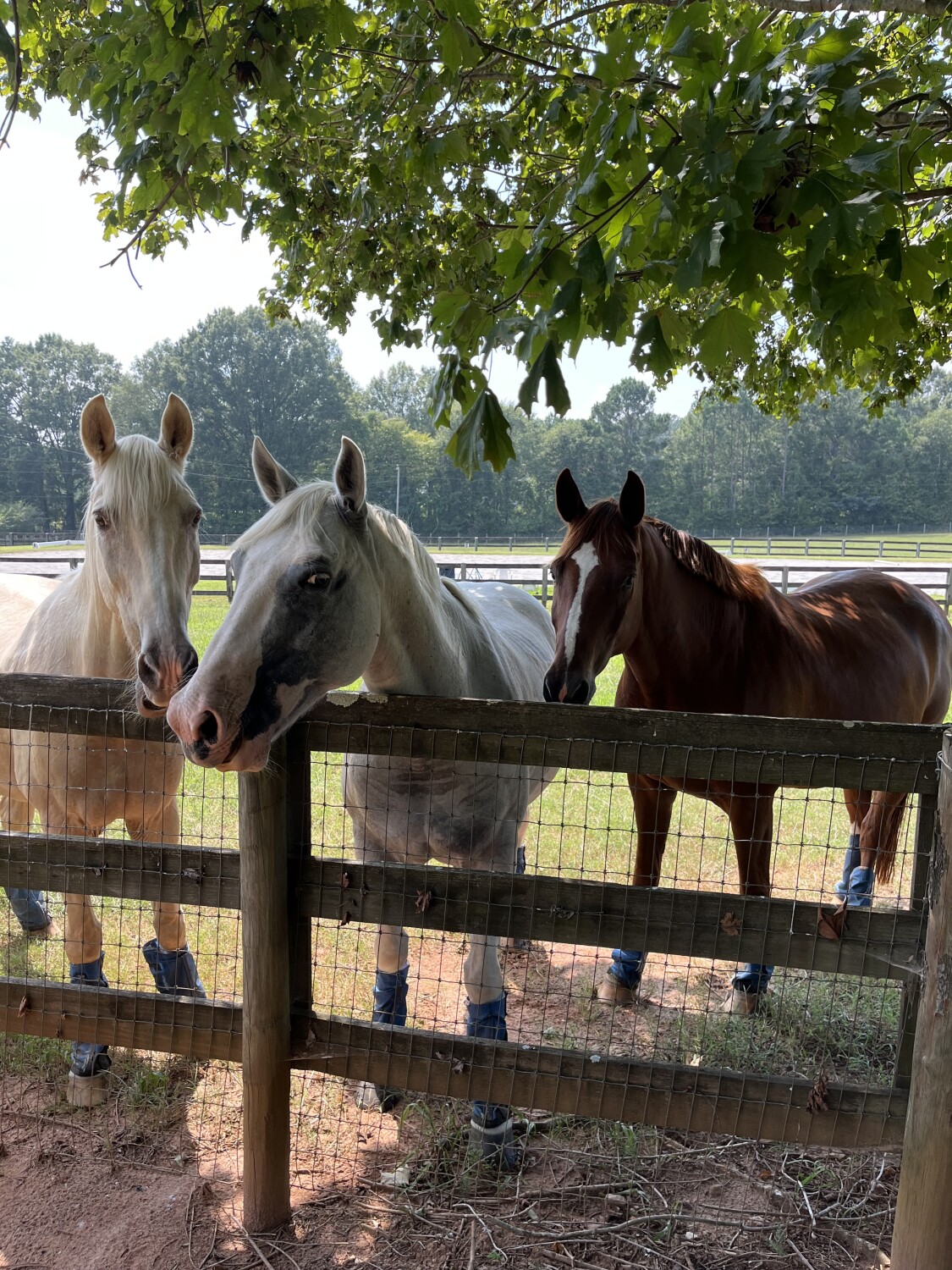 The three musketeers