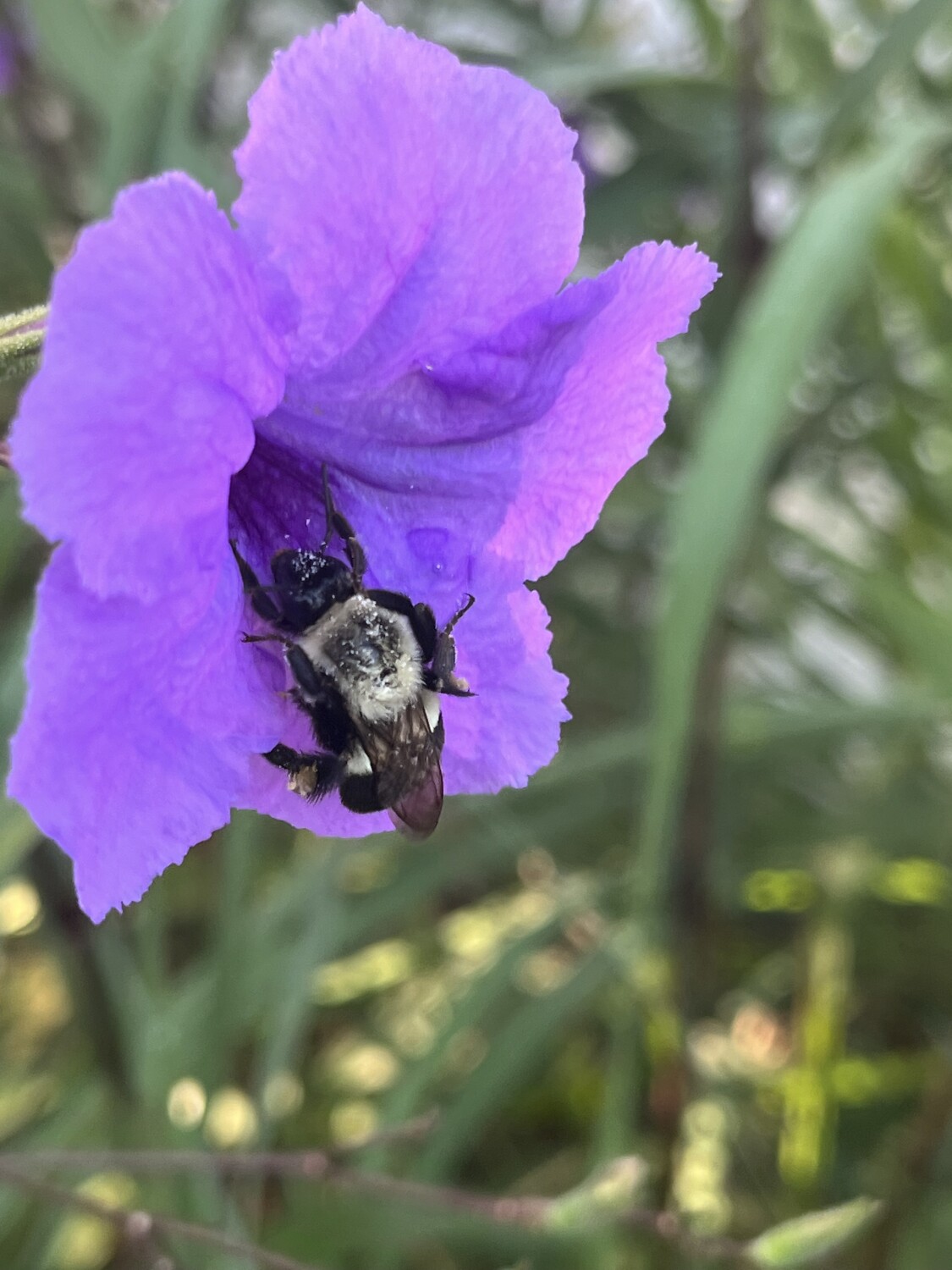 Bumblebee Gathering Nectar
