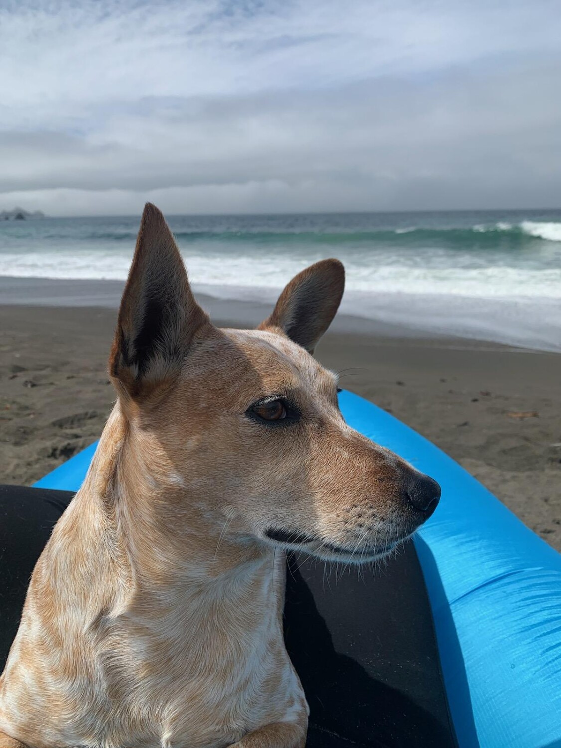 David Bowie at Pacifica