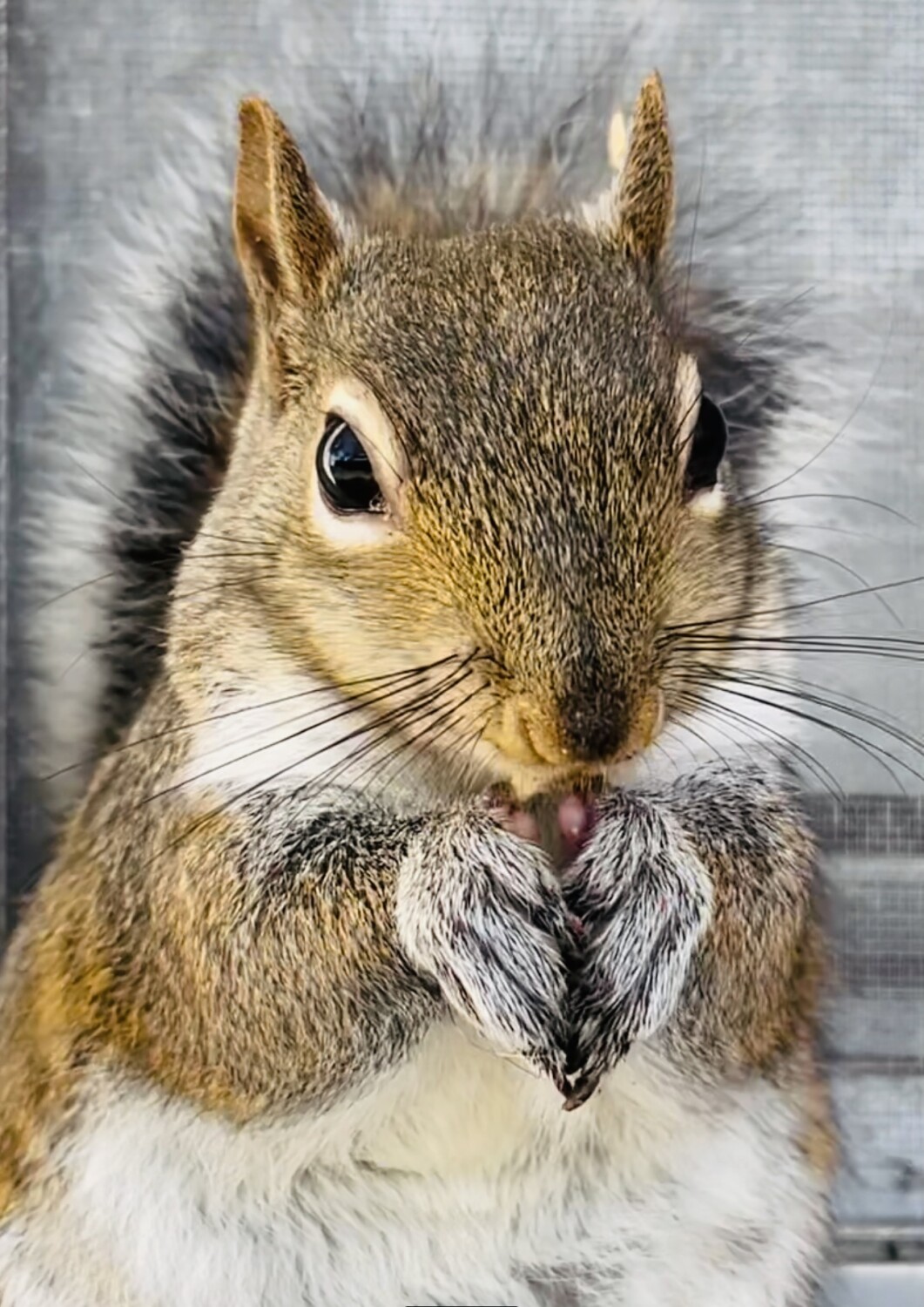 Rosebud🐿🌹❤️