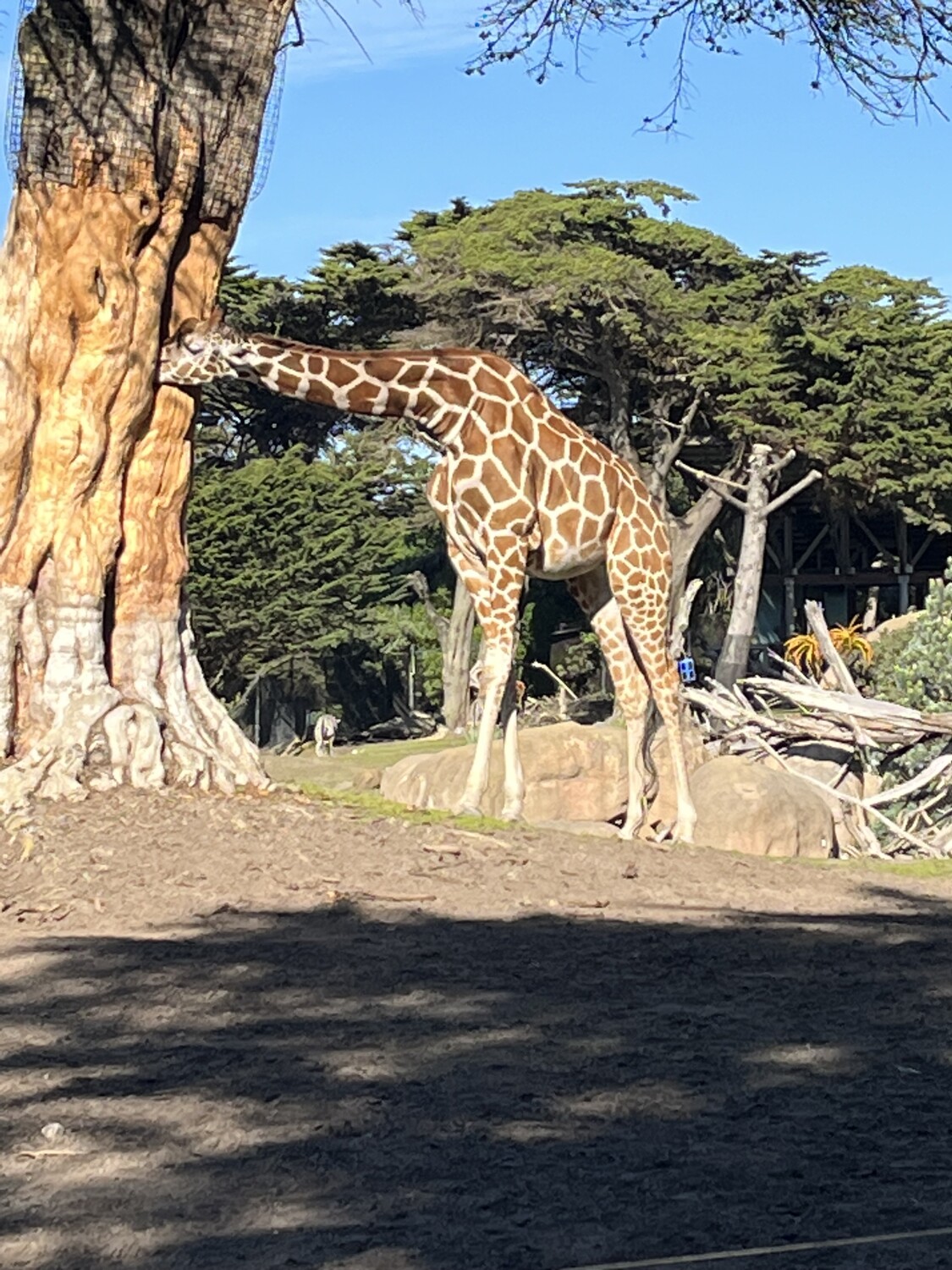 Giraffe snacking