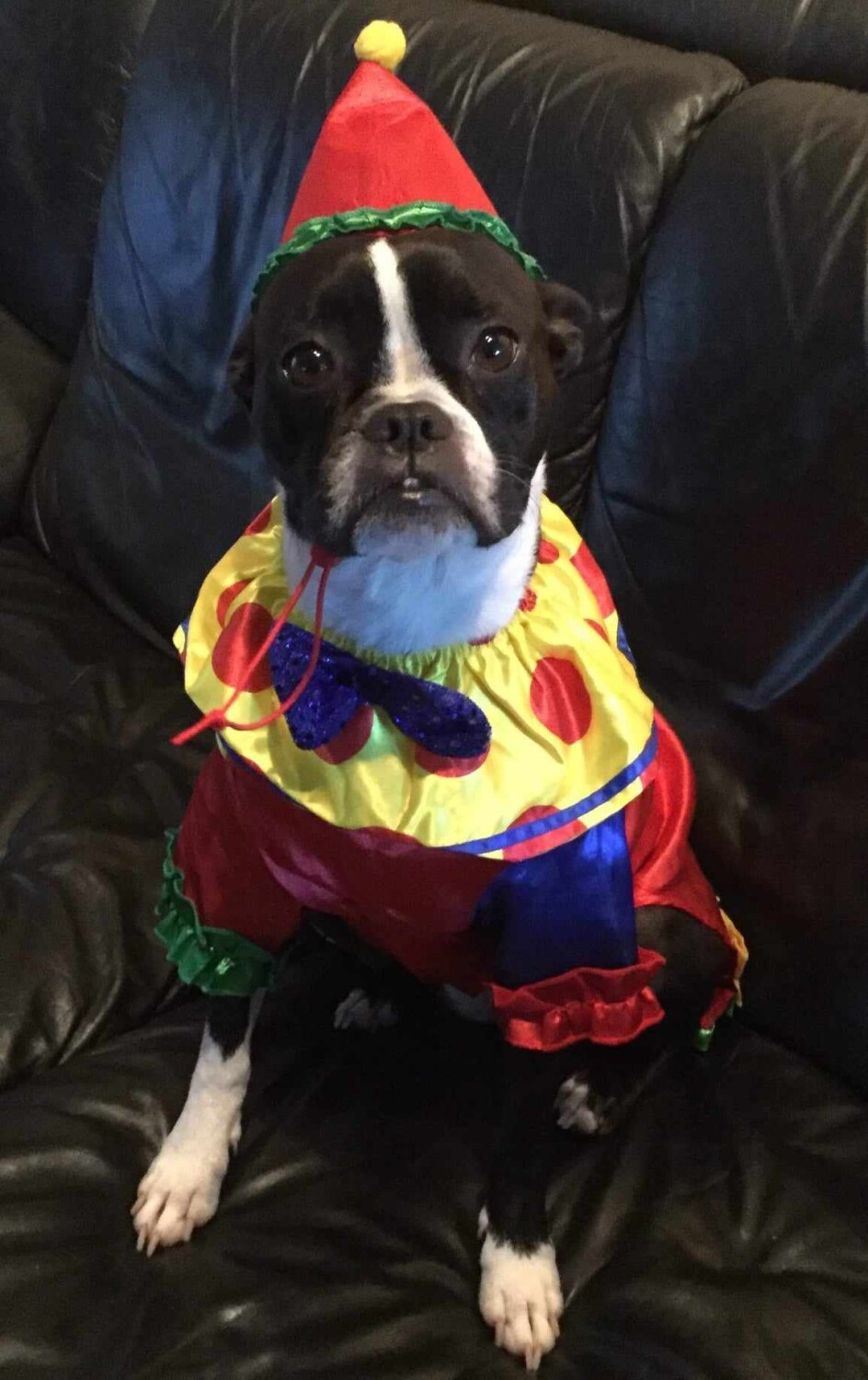 Savina the Boston Terrier  Clown