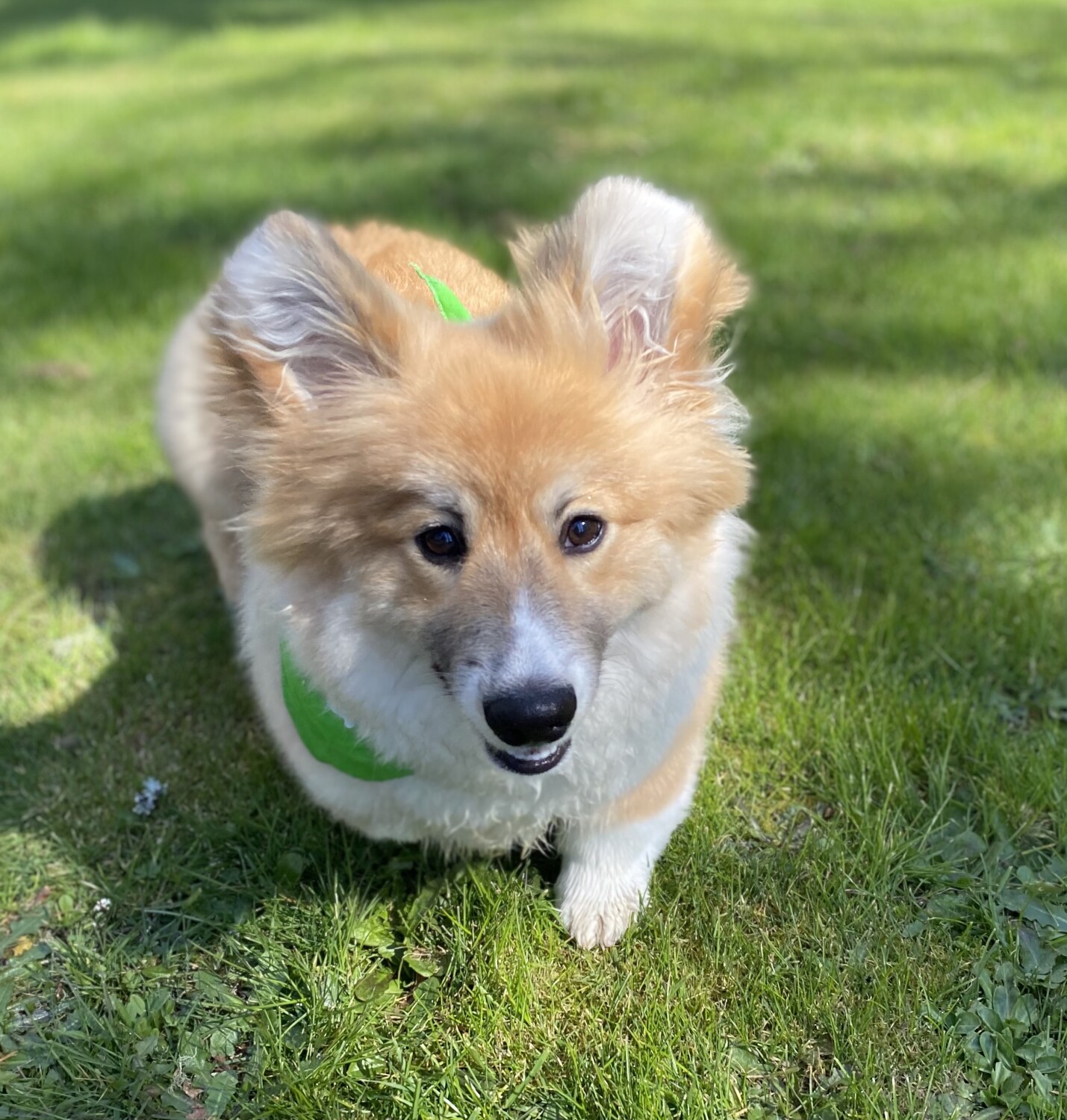 Cosmo the Fluff Corgi