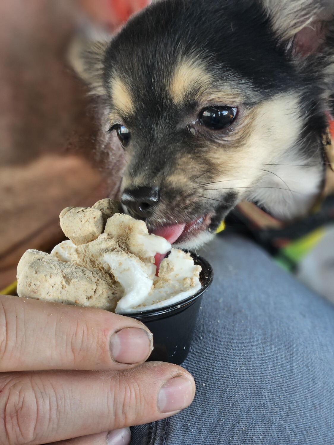 Knuckles first puppaccino!