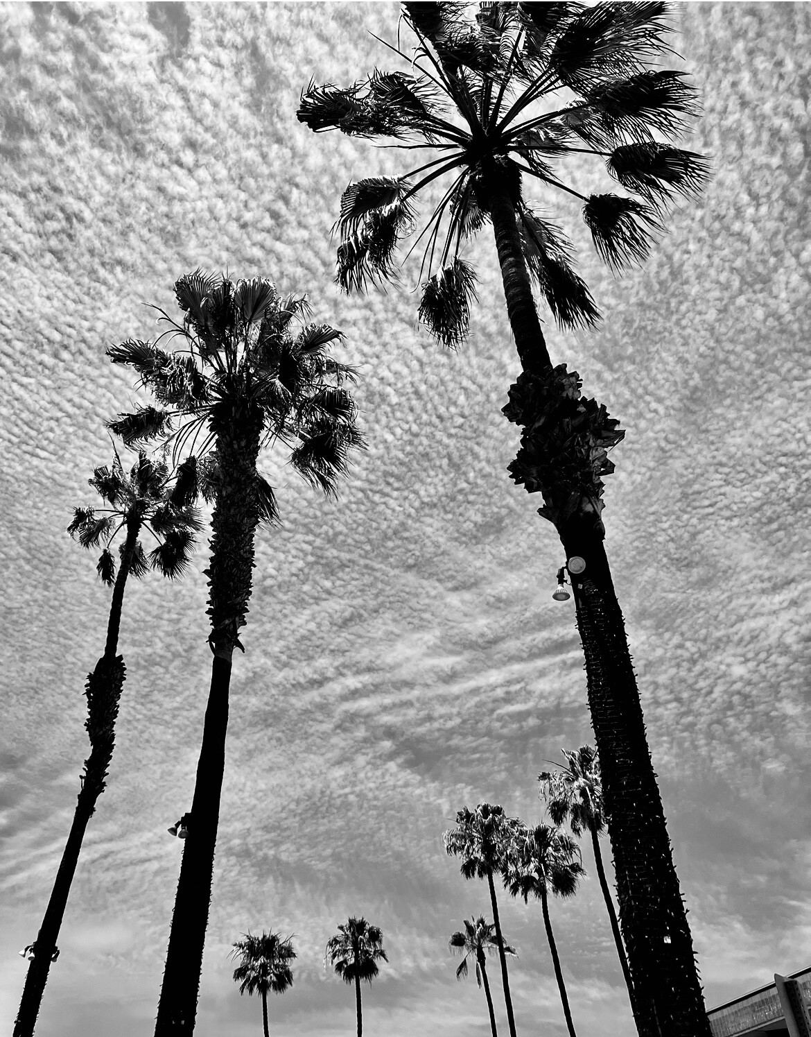 Clouds Relaxing the Palms