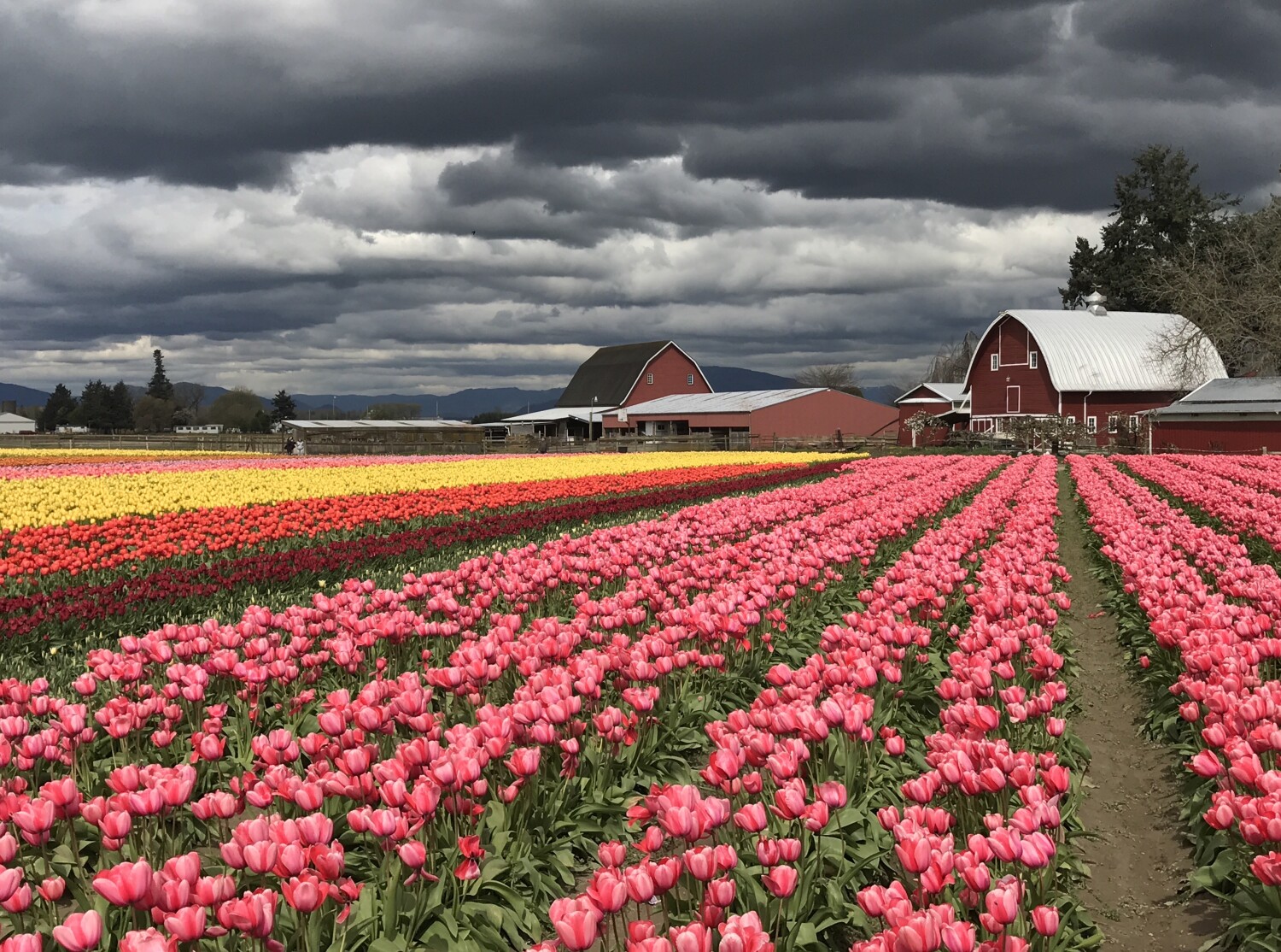 Storm over the tulip fields