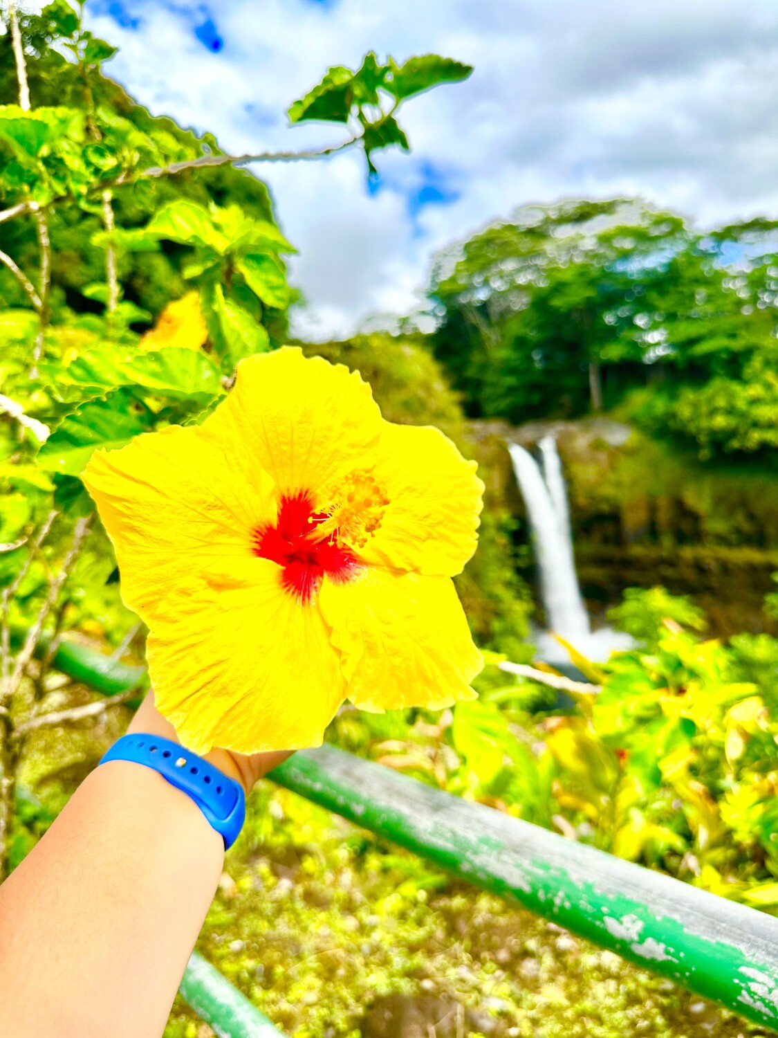 Tropical Yellow Hibiscus Flower