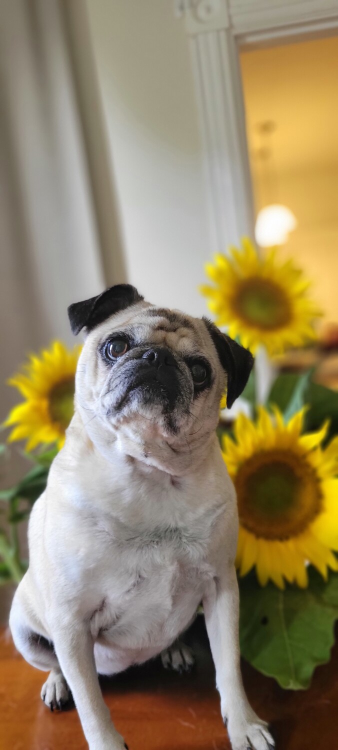 Ali the pug ❤️