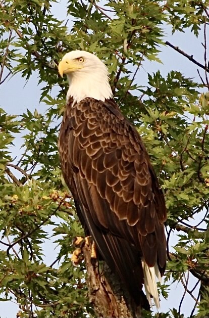 American Bald Eagle